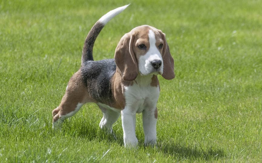 Charlie: CACHORRO-BEAGLE.jpg